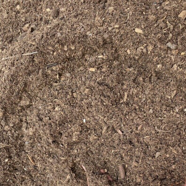 Blonde Peat Moss