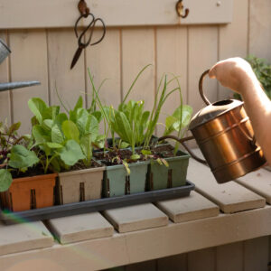 Sproutbox Seed Starters (6-Cell)