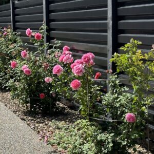 Wrought Iron Cages